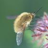 254381 – Photo : Mathurin CARNET – France (58)